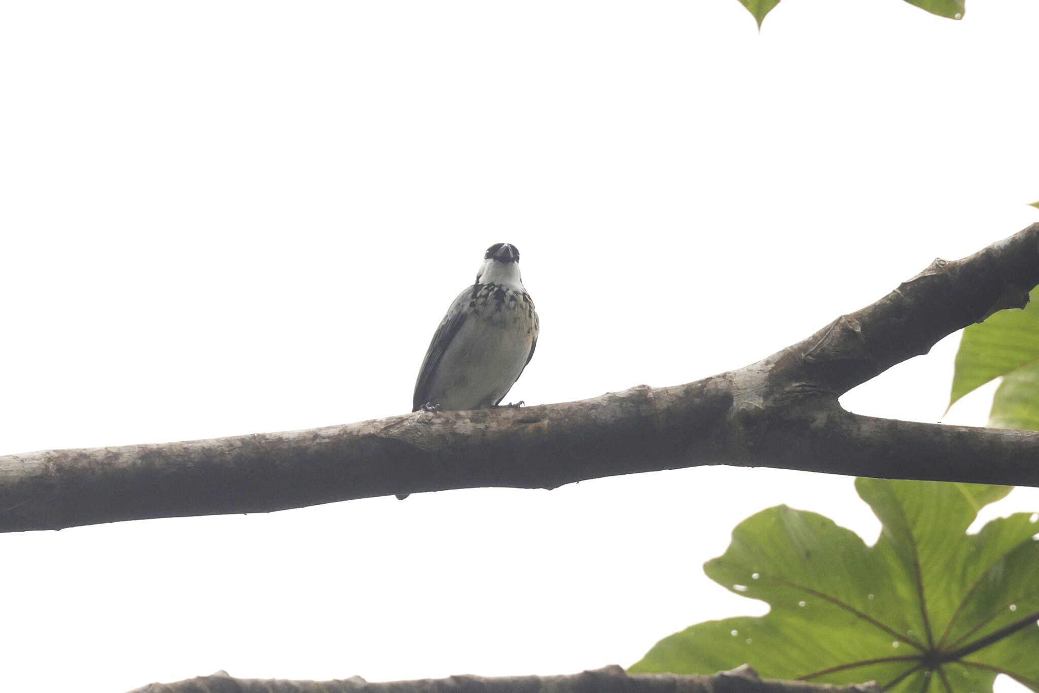 Grey-and-gold Tanager (Poecilostreptus palmeri), photo 9