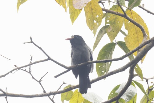 White-fronted Nunbird (Monasa morphoeus)