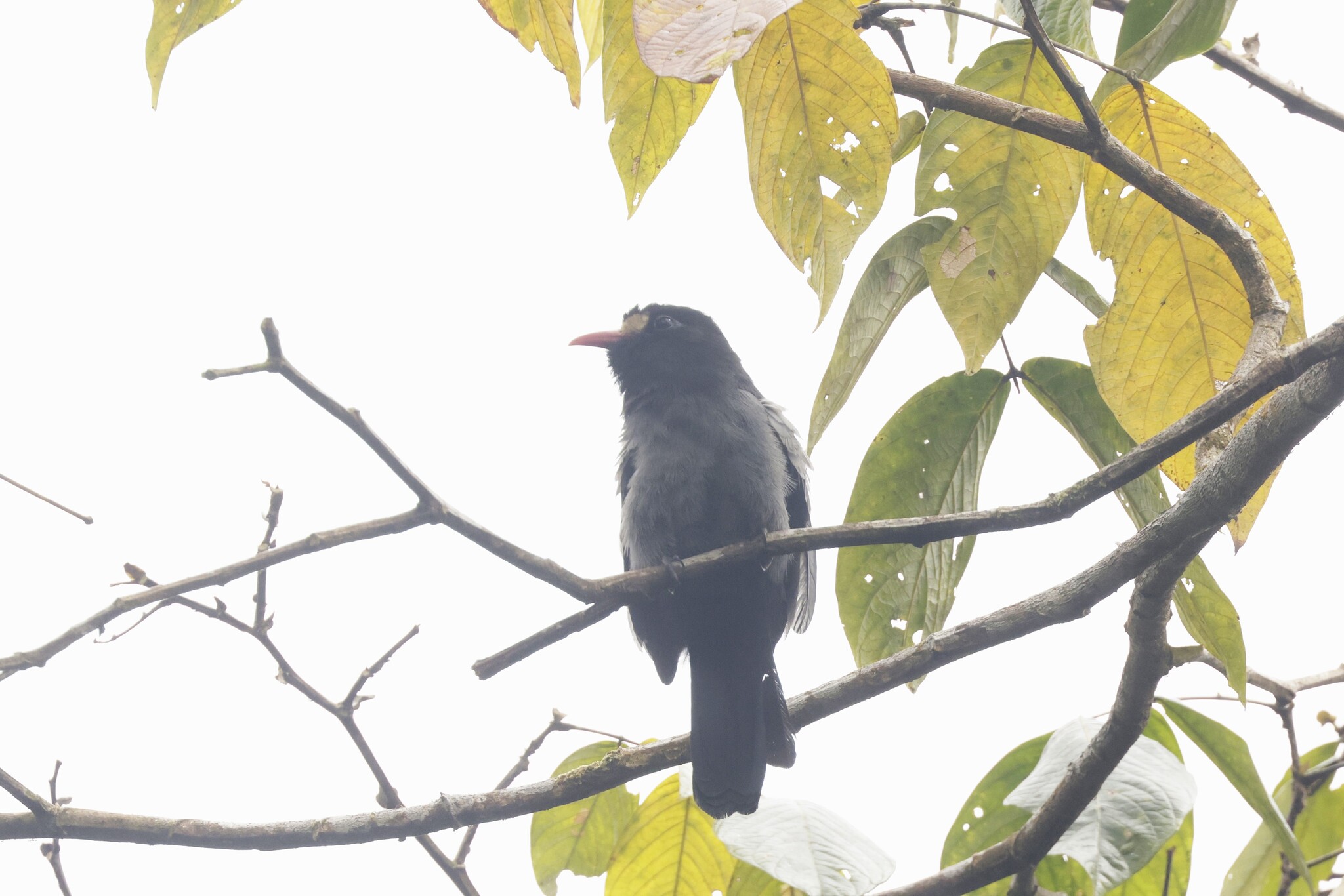 White-fronted Nunbird (Monasa morphoeus), photo 1