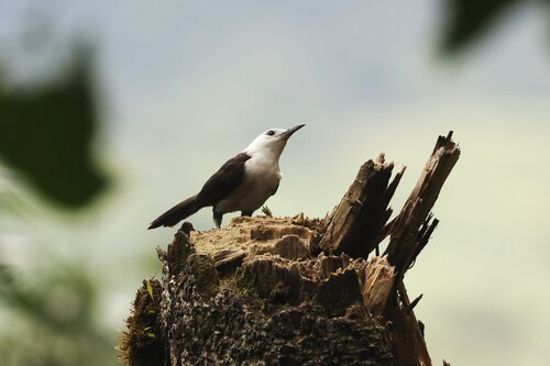 White-headed Wren (Campylorhynchus albobrunneus), photo 8