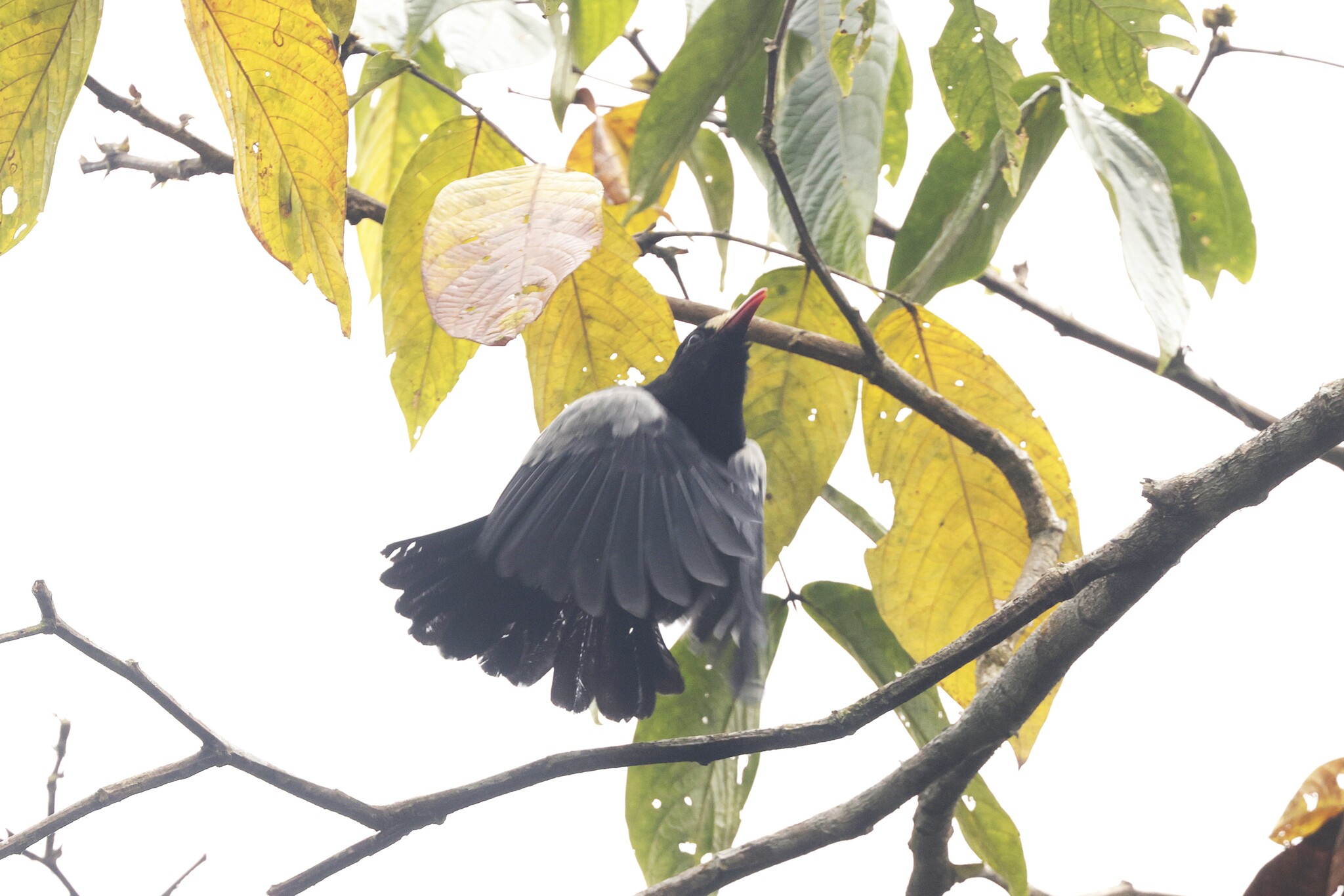 White-fronted Nunbird (Monasa morphoeus), photo 2