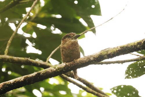 Barred Puffbird (Nystalus radiatus), photo 4