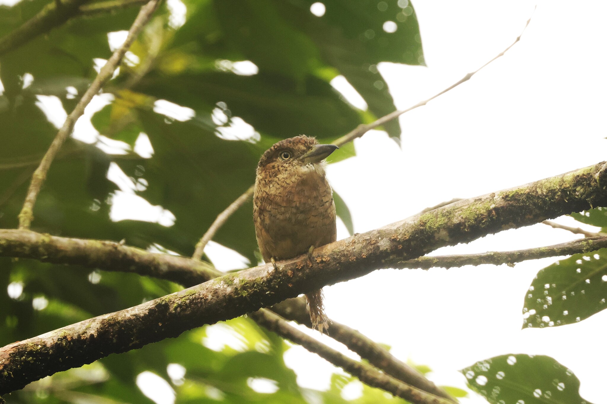 Barred Puffbird (Nystalus radiatus), photo 4