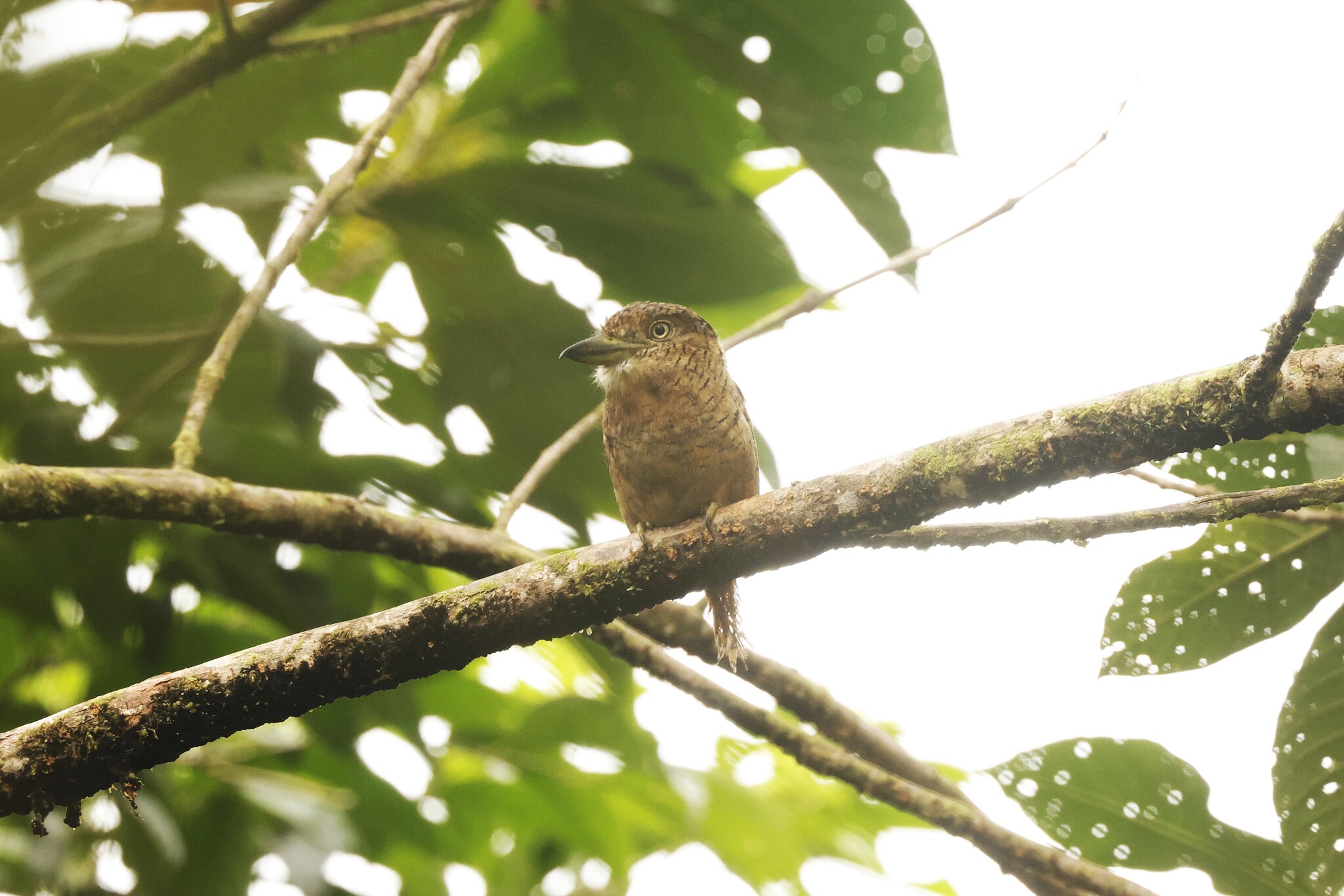 Barred Puffbird (Nystalus radiatus), photo 3