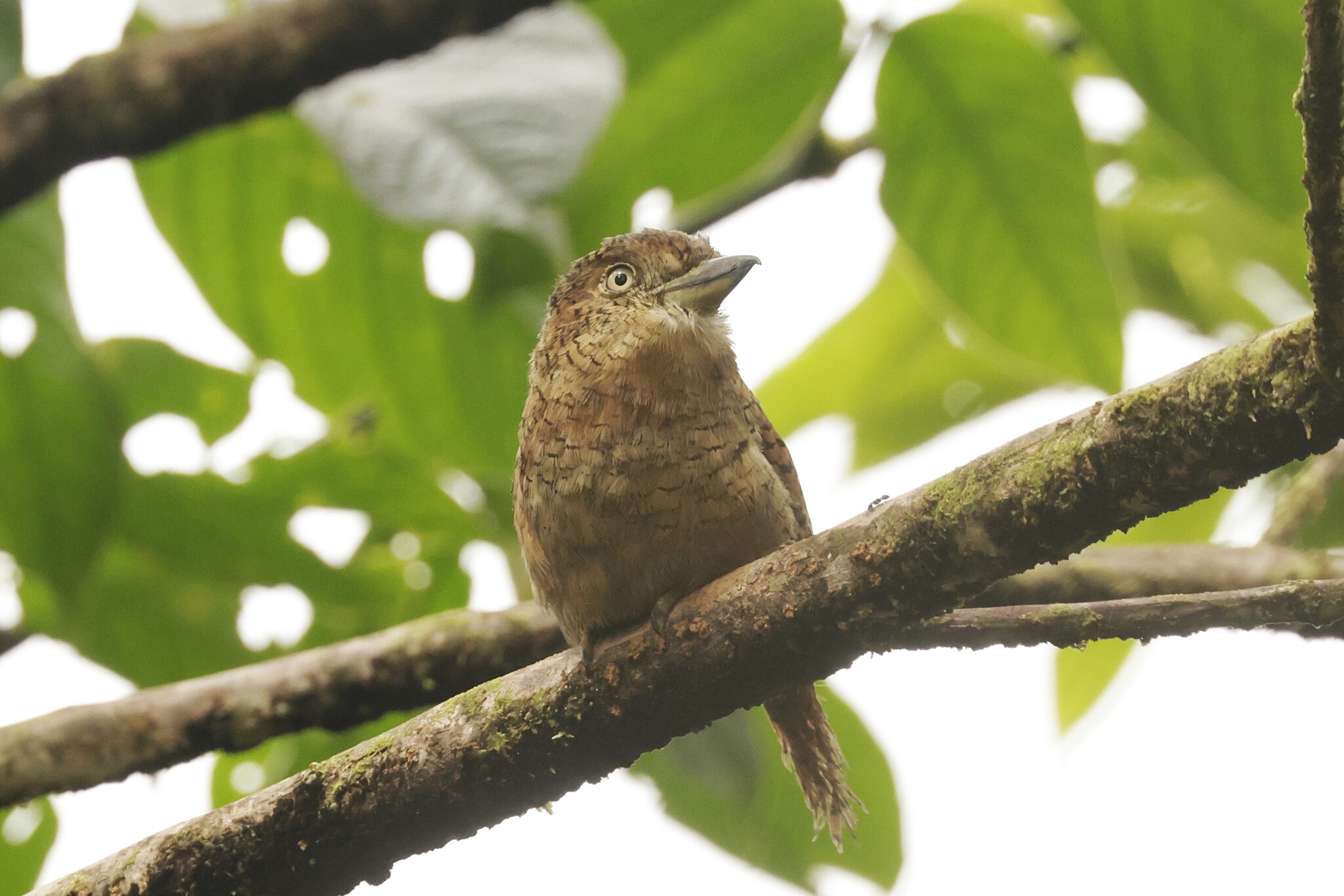Barred Puffbird (Nystalus radiatus), photo 5