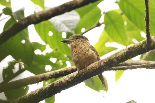 Barred Puffbird (Nystalus radiatus), photo 8