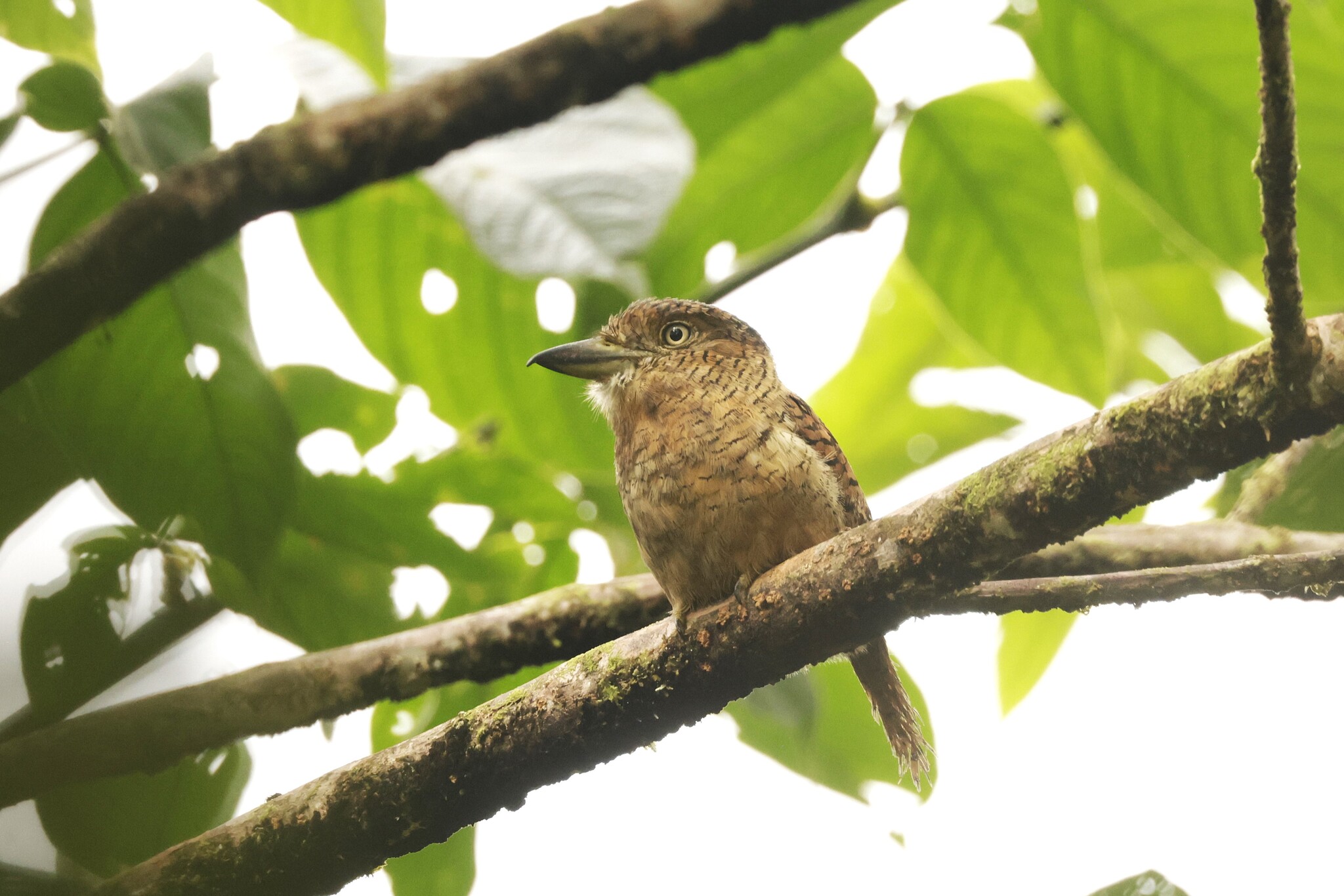 Barred Puffbird (Nystalus radiatus), photo 6
