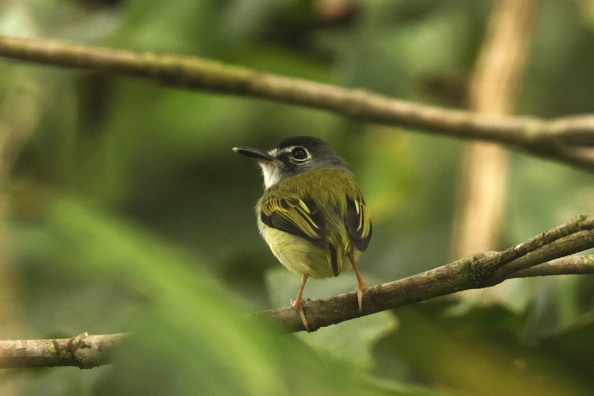Black-capped Pygmy Tyrant (Myiornis atricapillus), photo 5