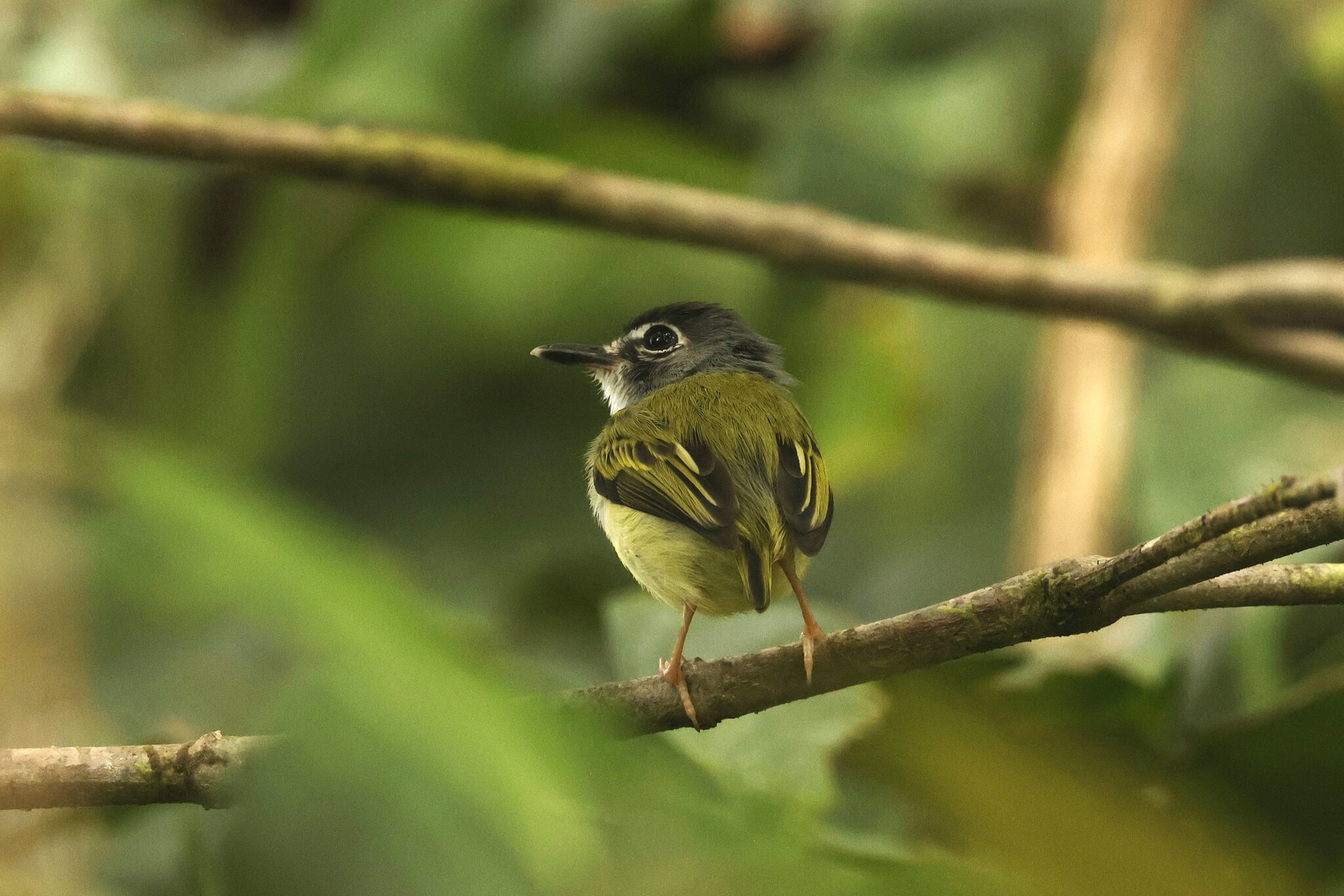 Black-capped Pygmy Tyrant (Myiornis atricapillus), photo 4