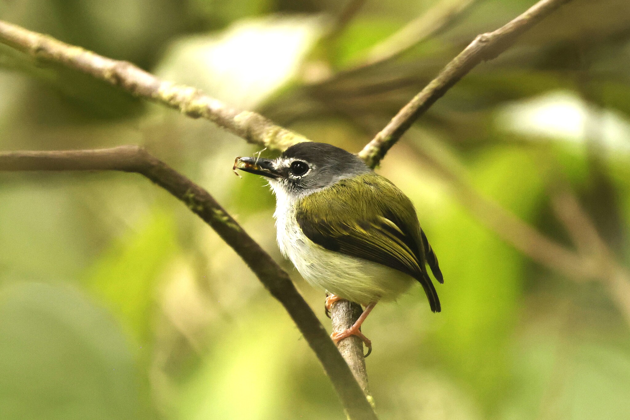 Black-capped Pygmy Tyrant (Myiornis atricapillus), photo 8