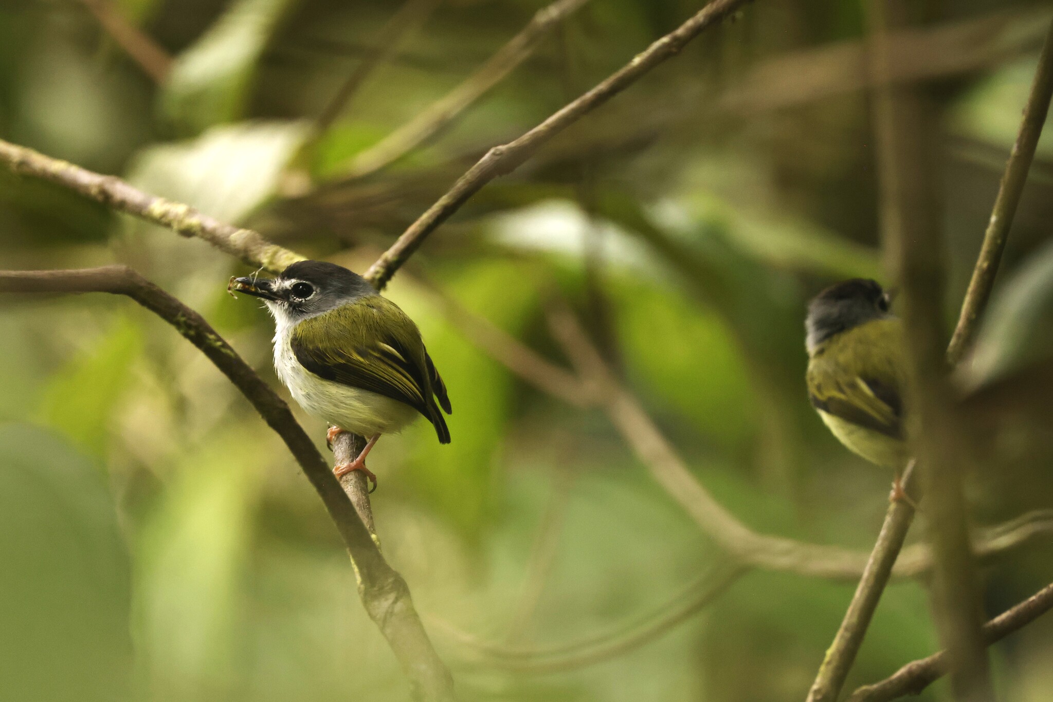Black-capped Pygmy Tyrant (Myiornis atricapillus), photo 7
