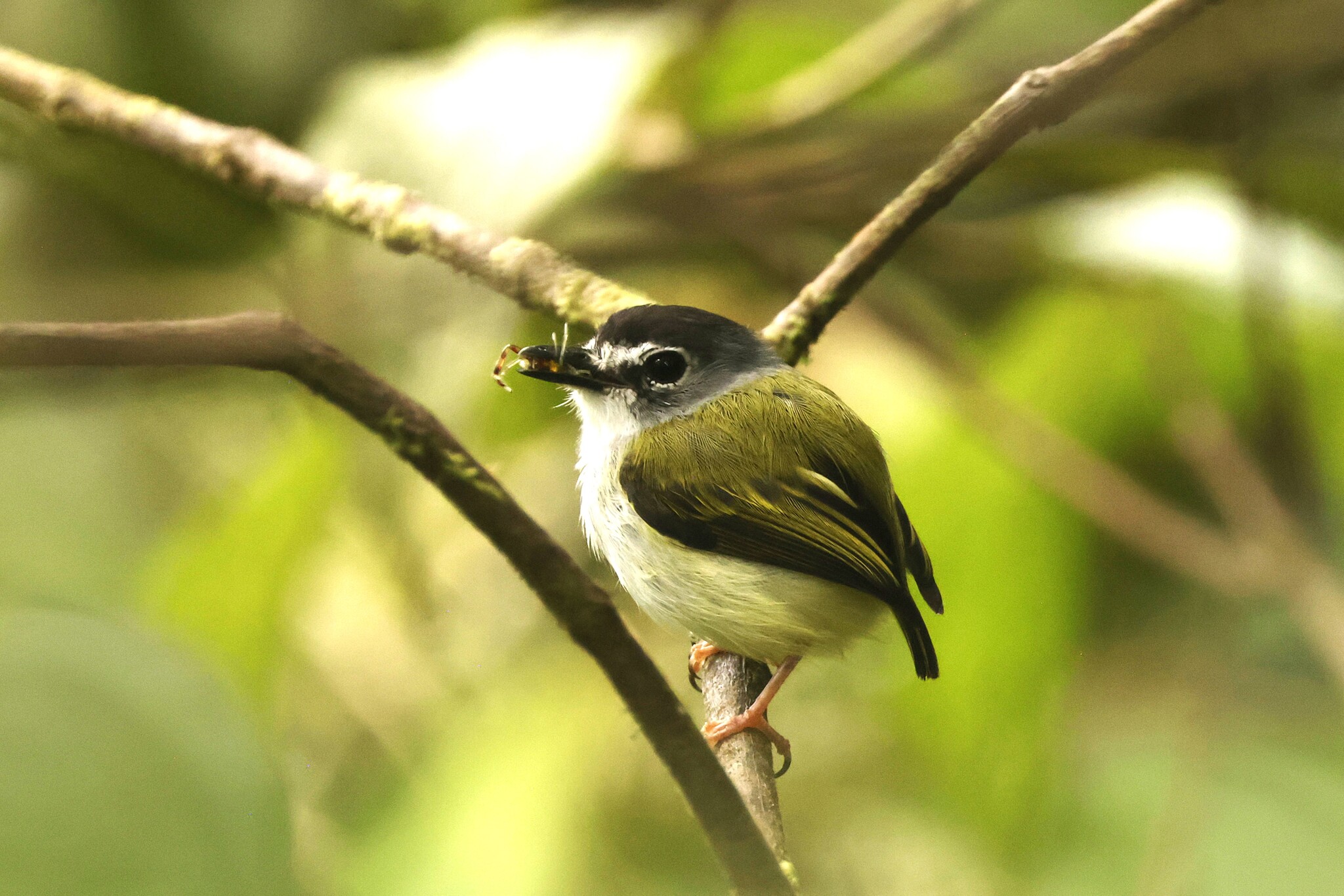 Black-capped Pygmy Tyrant (Myiornis atricapillus), photo 9