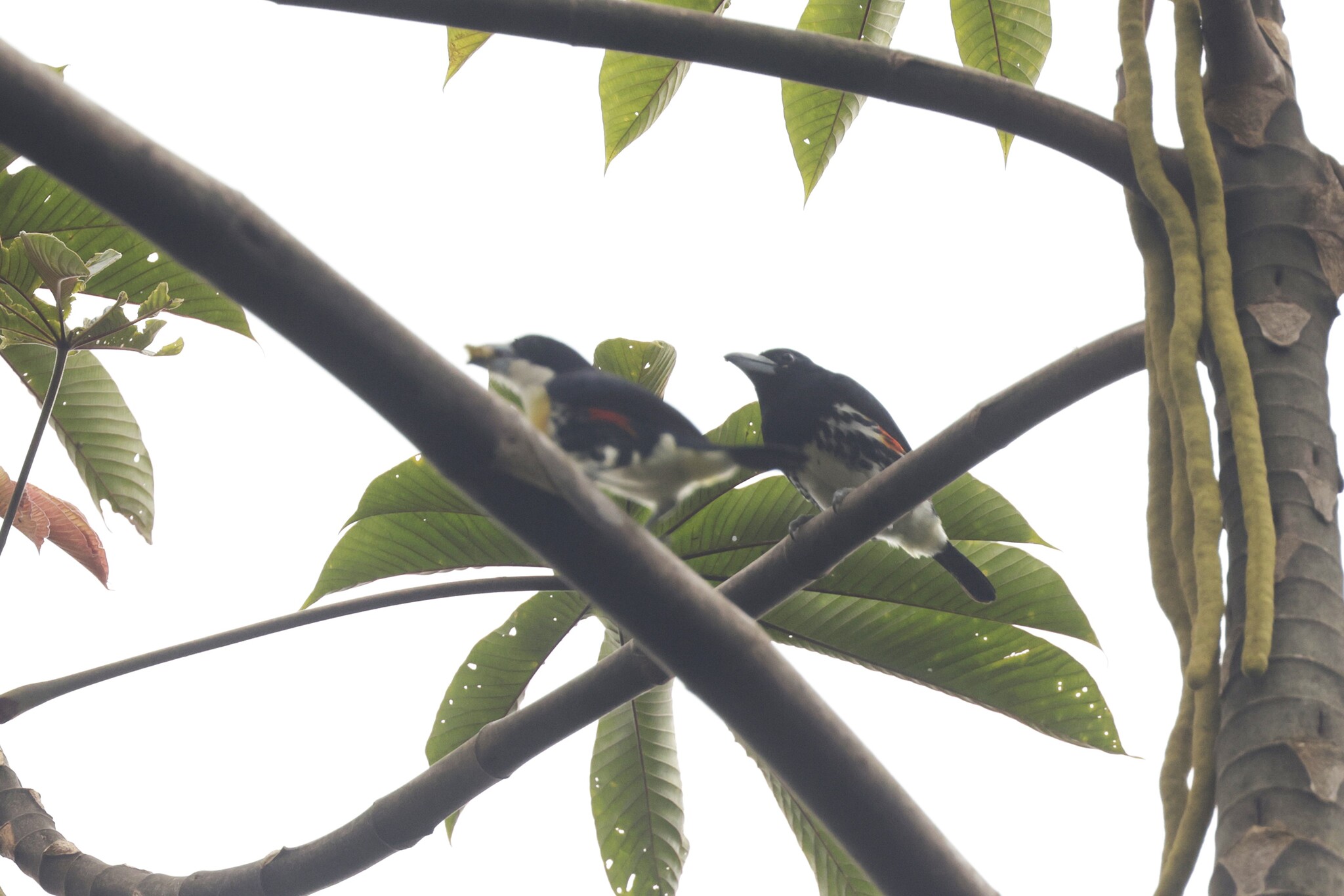Spot-crowned Barbet (Capito maculicoronatus), photo 2