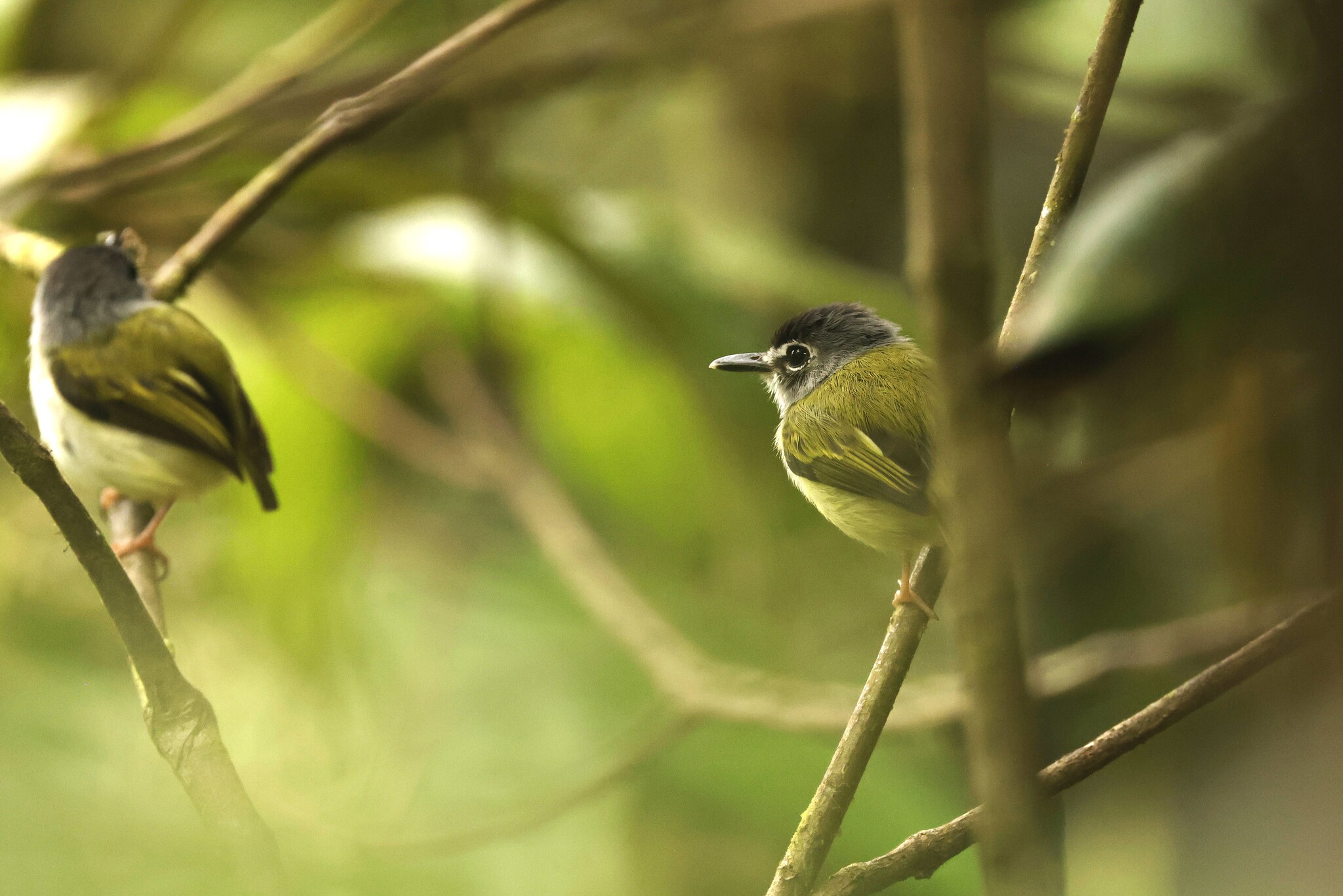 Black-capped Pygmy Tyrant (Myiornis atricapillus), photo 6