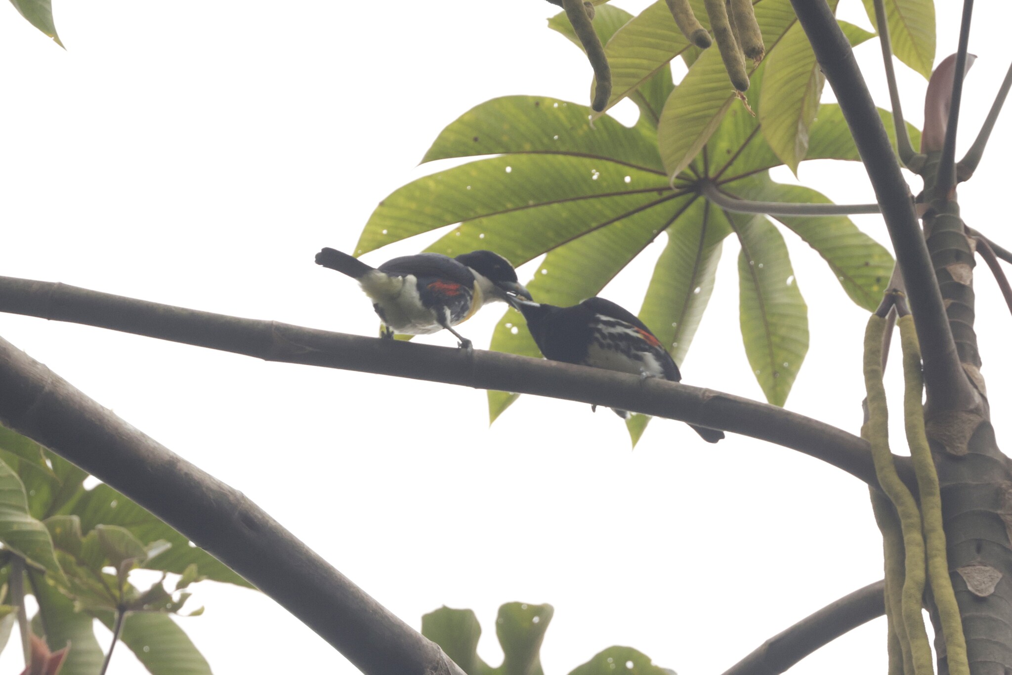 Spot-crowned Barbet (Capito maculicoronatus), photo 3