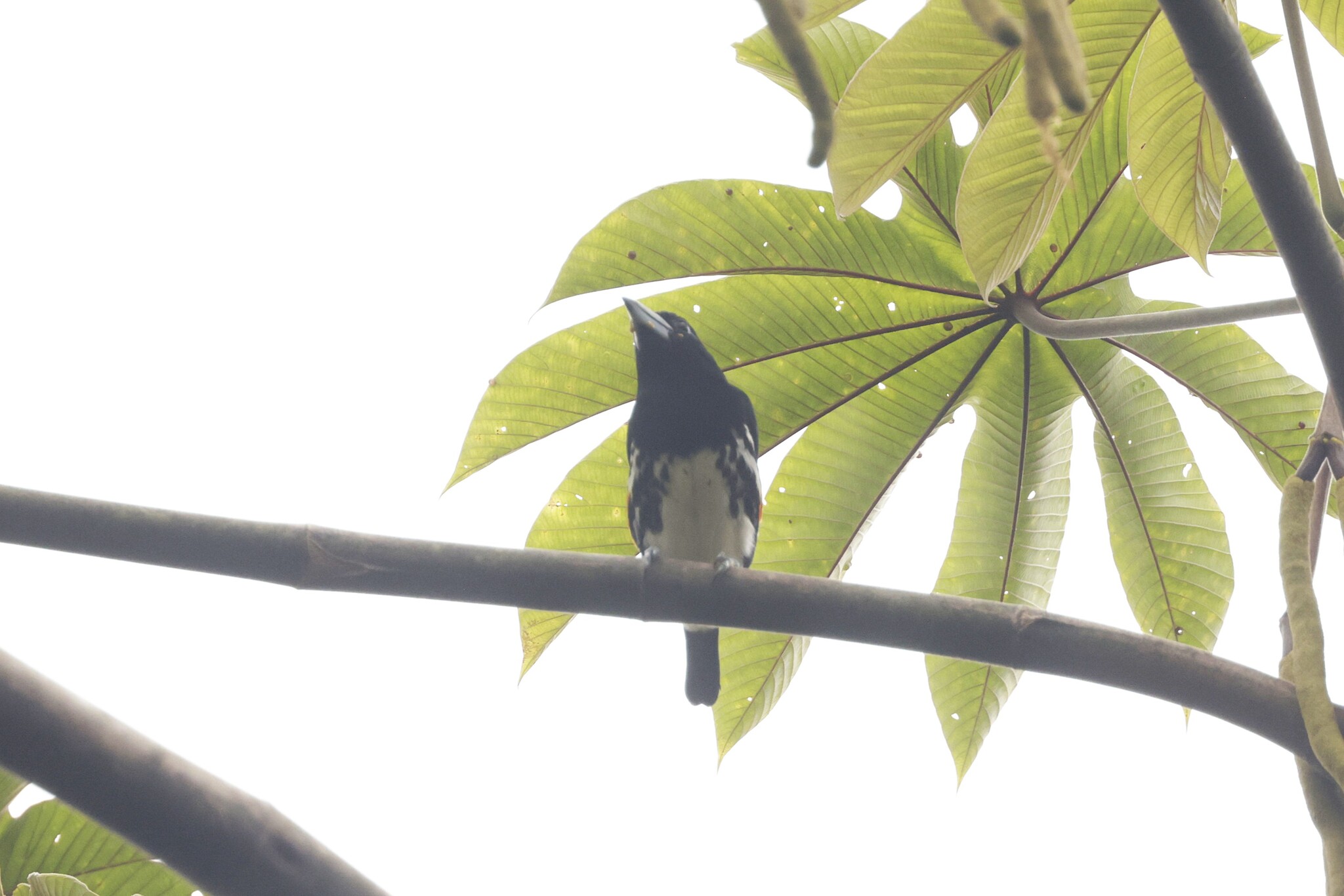 Spot-crowned Barbet (Capito maculicoronatus), photo 4
