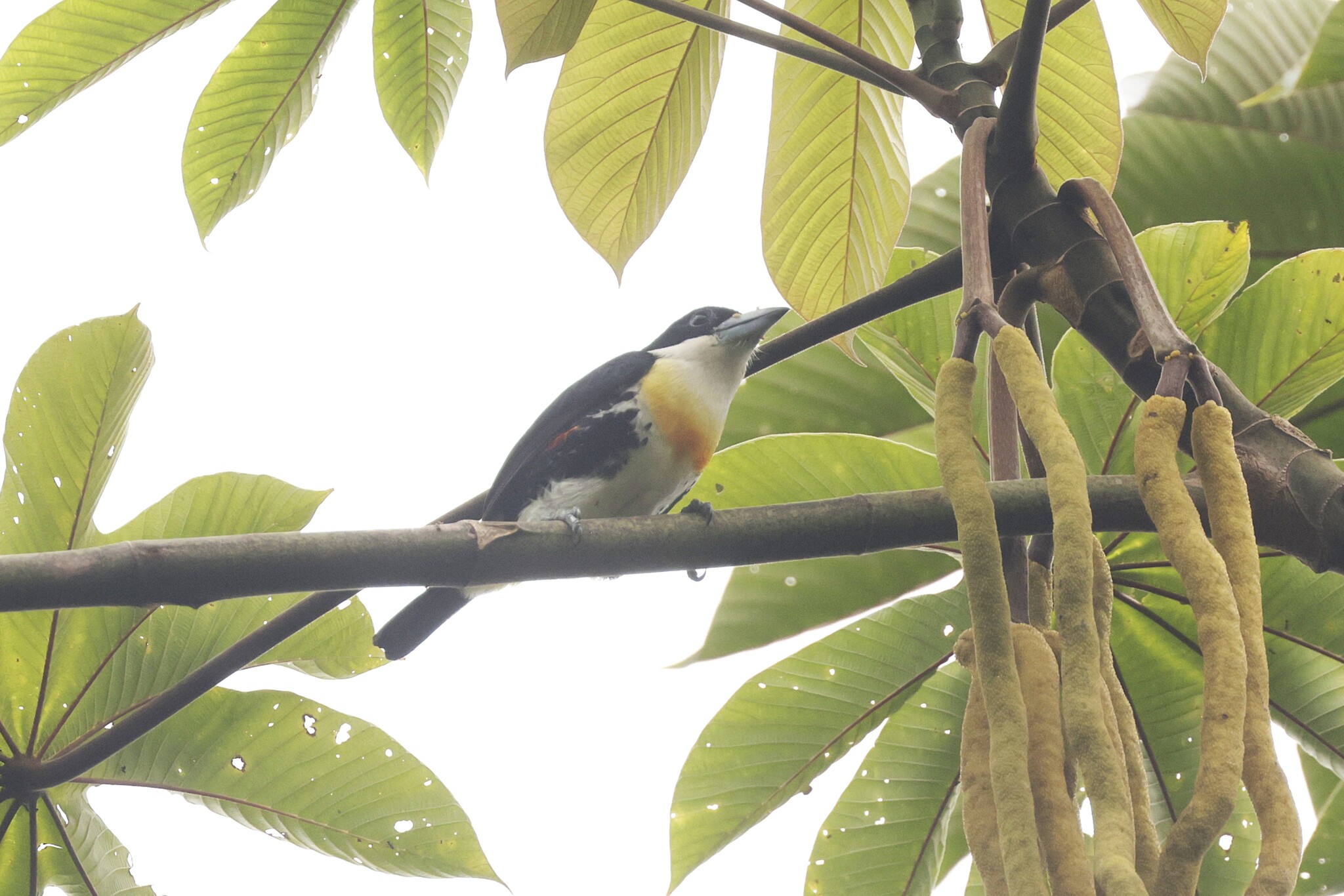 Spot-crowned Barbet (Capito maculicoronatus), photo 5