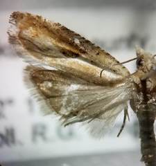 Pseudexentera costomaculana