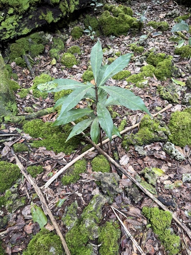 Discocalyx megacarpa observed 2026-03-11