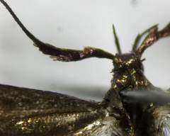 Coleophora deauratella