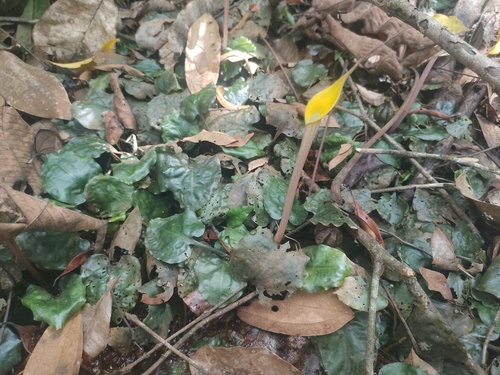 Cryptocoryne observed 2026-03-09