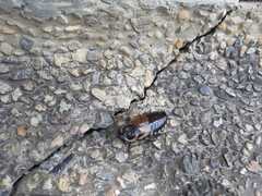 Blaberinae