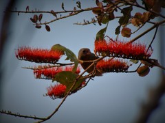 Passerina rositae