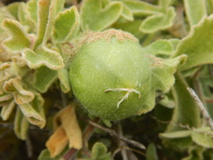 Passiflora pentaschista