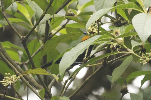 Tawny-crested Tanager (Tachyphonus delatrii), photo 6