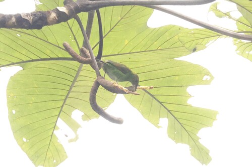Rufous-winged Tanager (Tangara lavinia), photo 3
