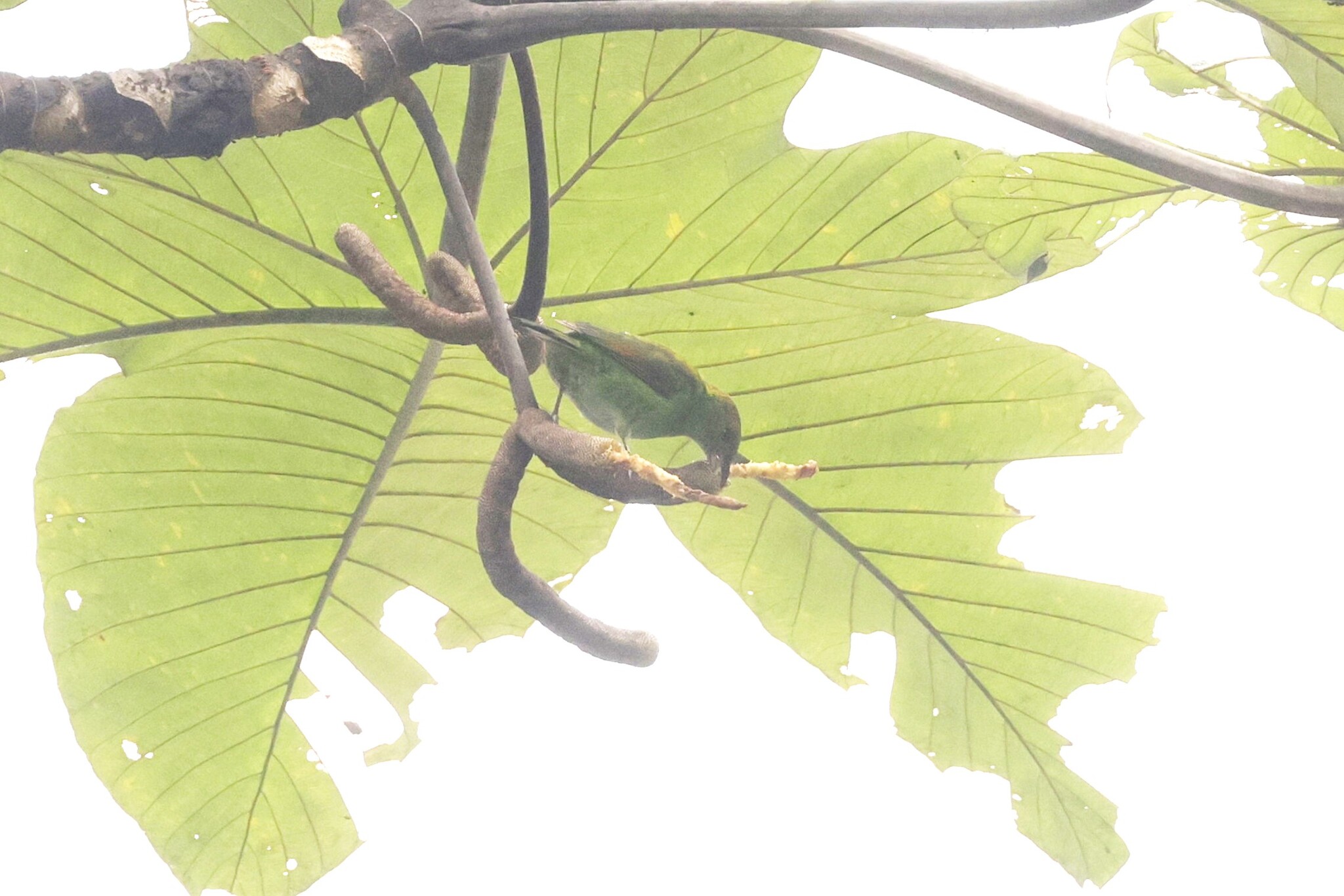 Rufous-winged Tanager (Tangara lavinia), photo 3