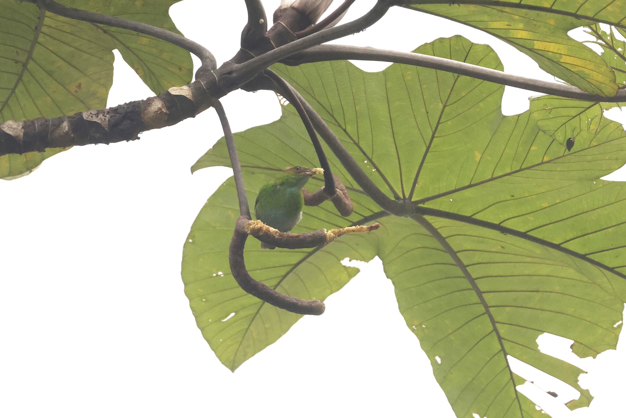 Rufous-winged Tanager (Tangara lavinia), photo 4