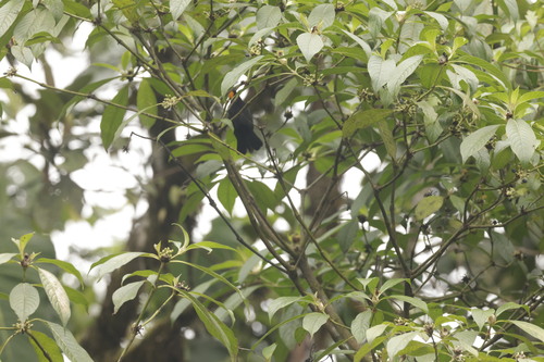 Tawny-crested Tanager (Tachyphonus delatrii), photo 7