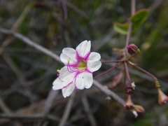 Commicarpus brandegeei