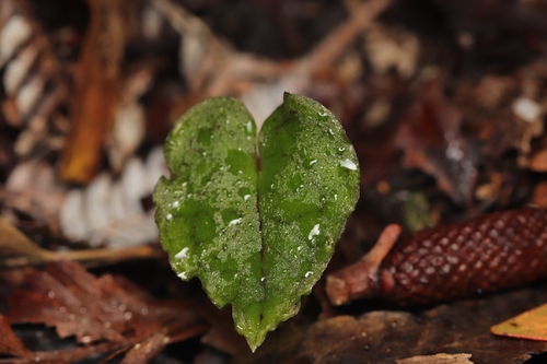 dancing spider orchid (Corybas acuminatus)