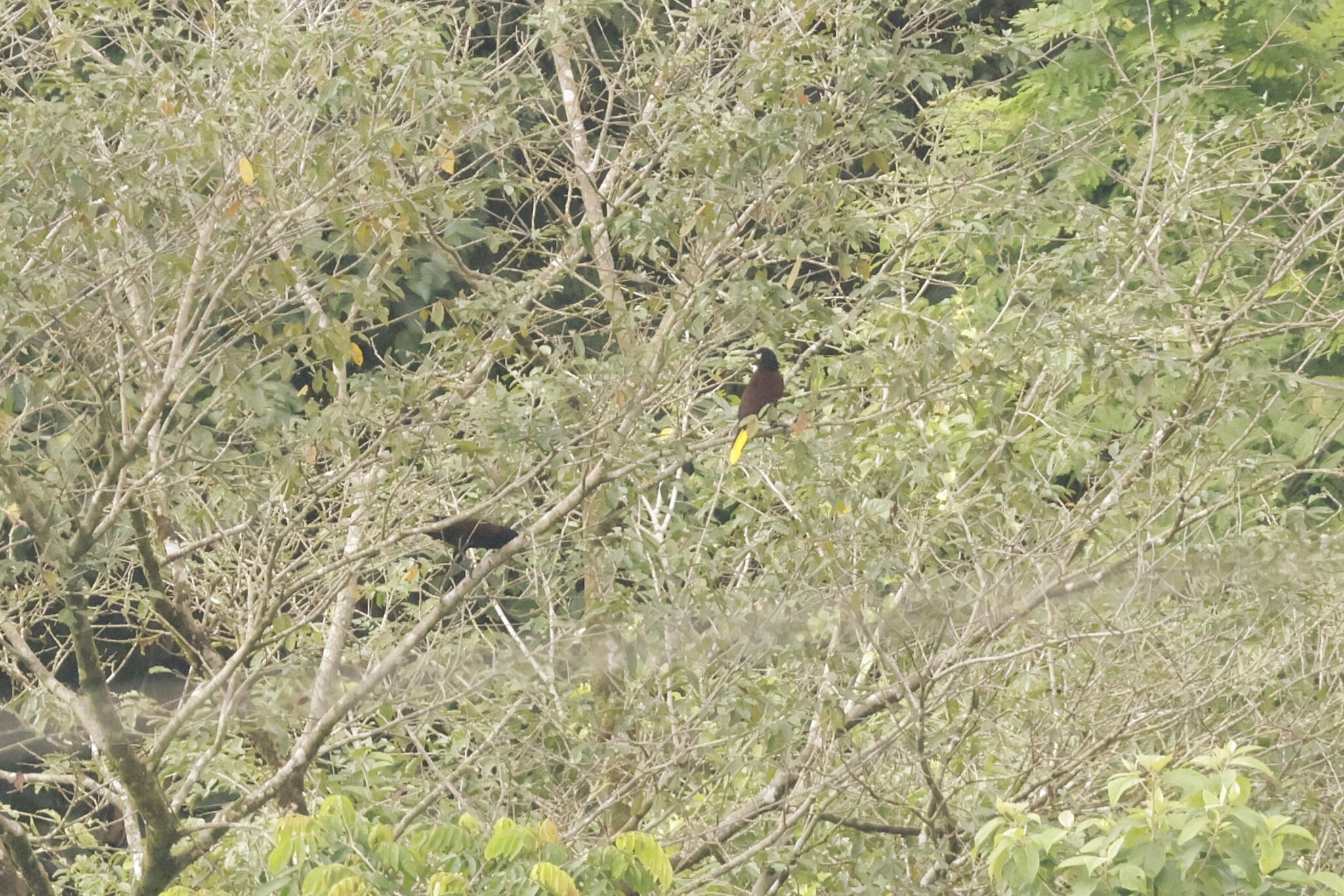 Baudo Oropendola (Psarocolius cassini), photo 2