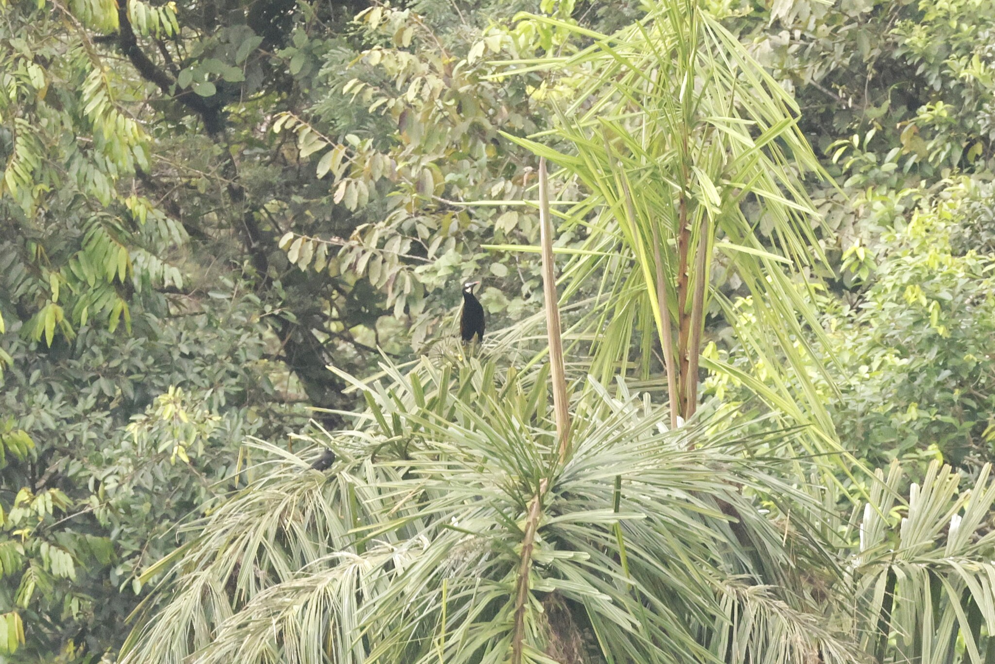 Baudo Oropendola (Psarocolius cassini), photo 3