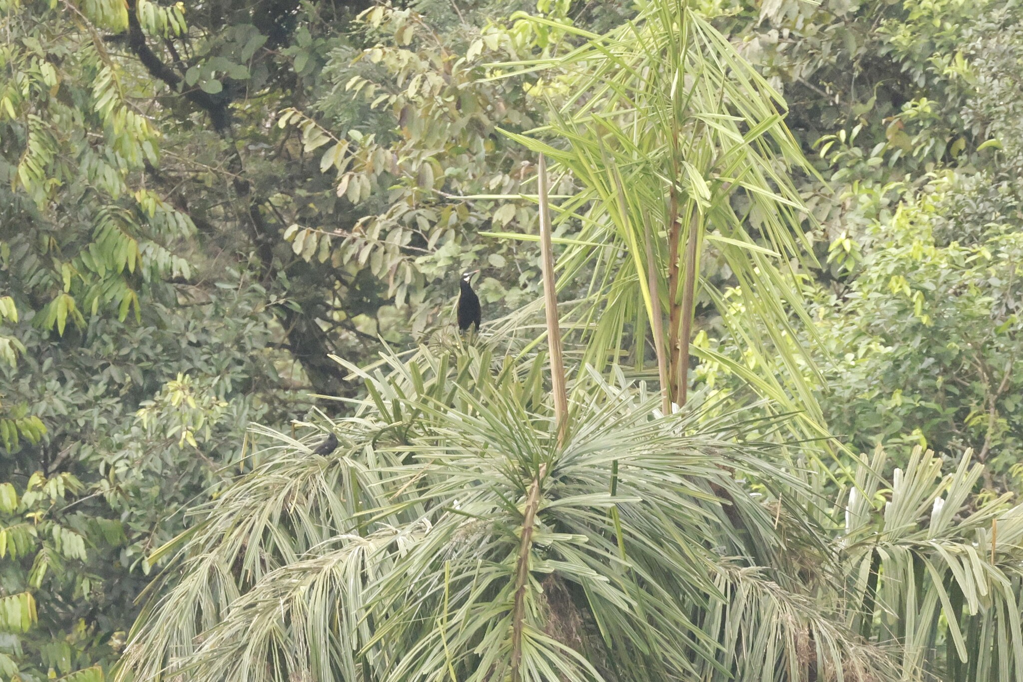 Baudo Oropendola (Psarocolius cassini), photo 4