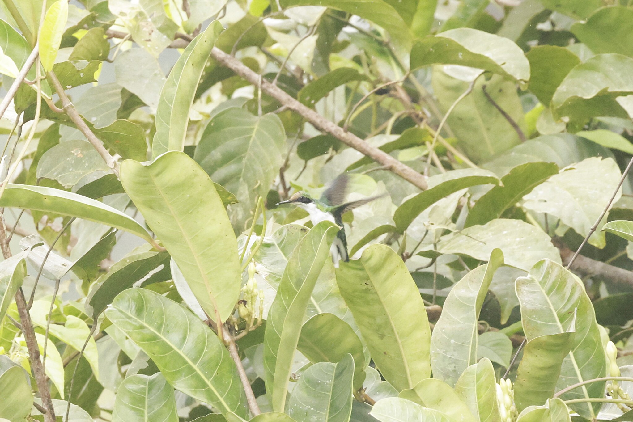Purple-crowned Fairy (Heliothryx barroti), photo 6