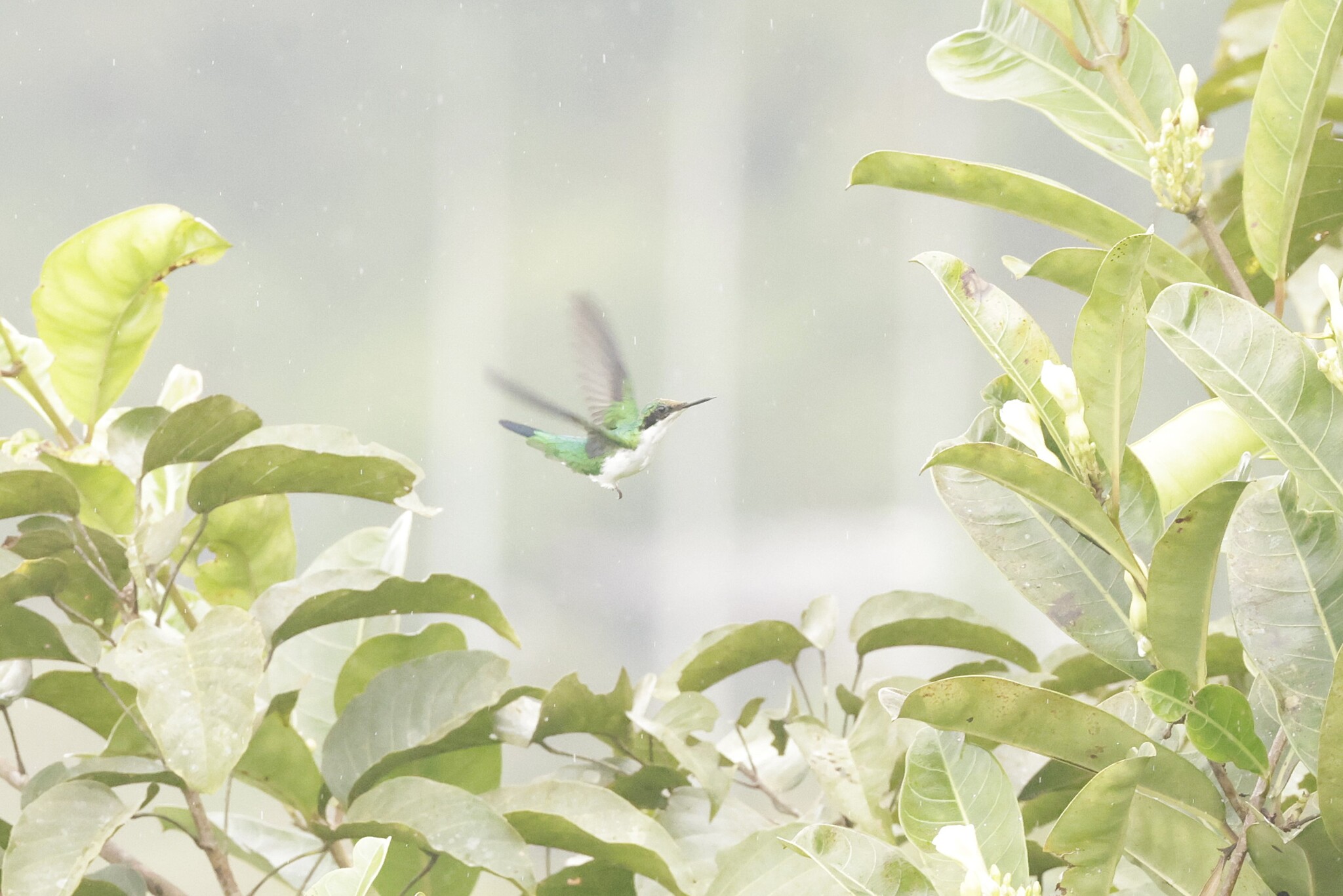 Purple-crowned Fairy (Heliothryx barroti), photo 7