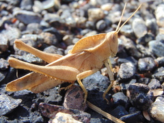 Xyleus discoideus mexicanus