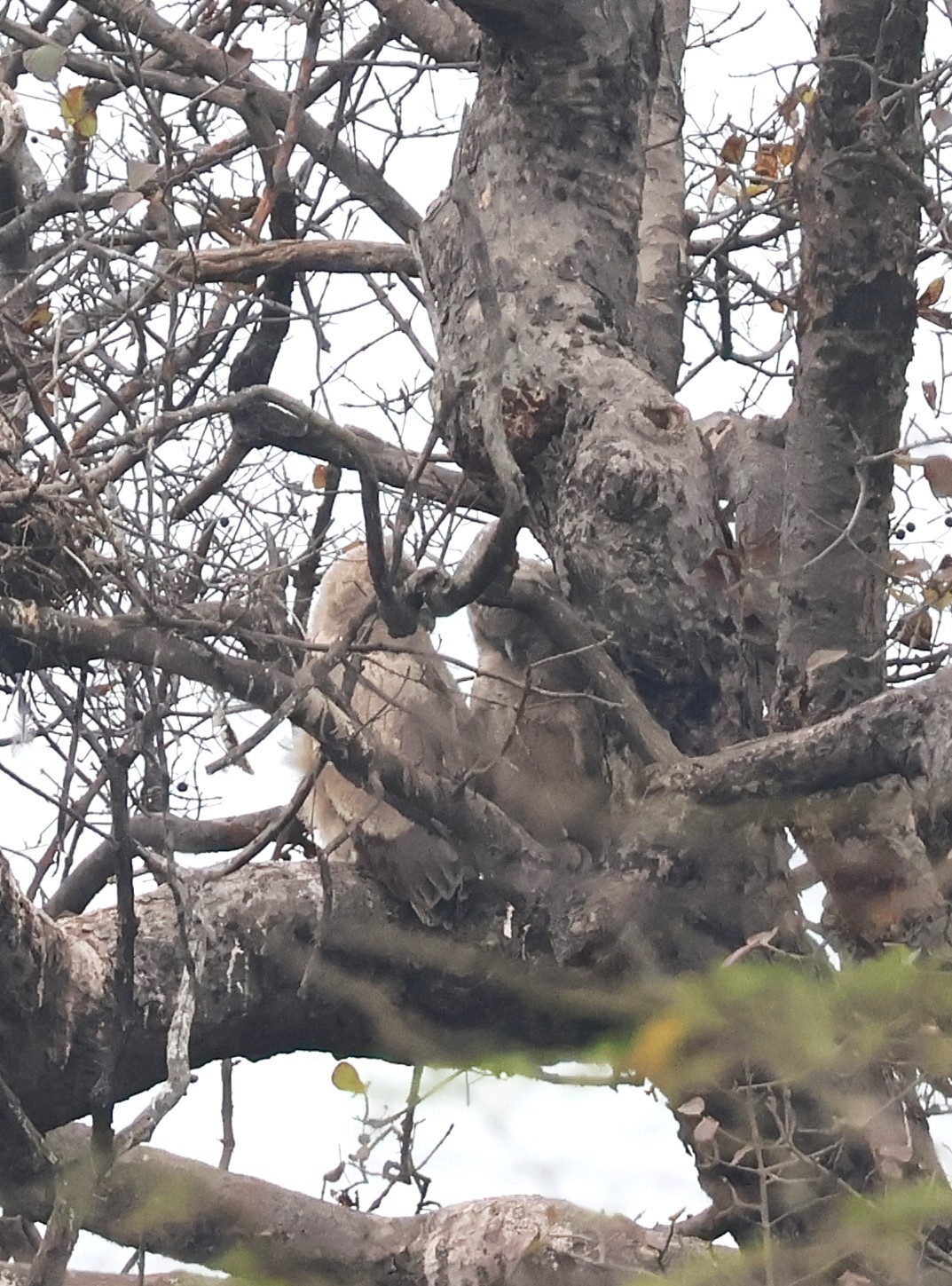 Dusky Eagle-Owl (Ketupa coromanda), photo 3
