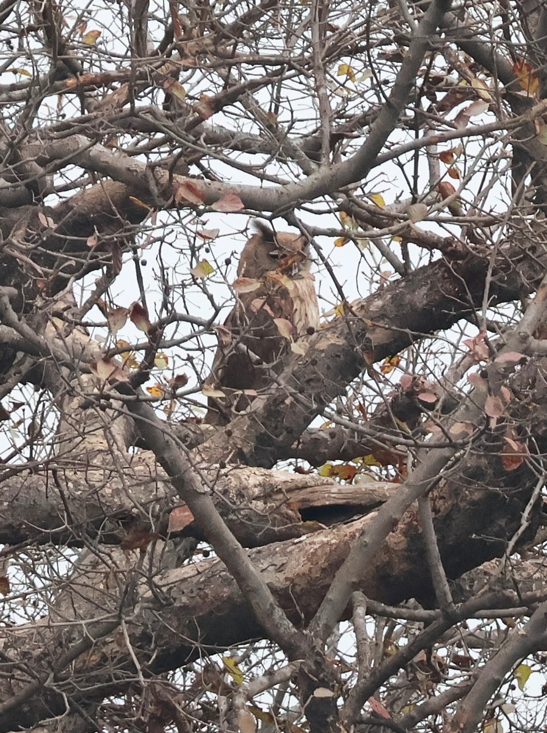 Dusky Eagle-Owl (Ketupa coromanda), photo 2