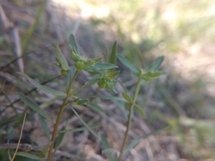 Euphorbia peplidion