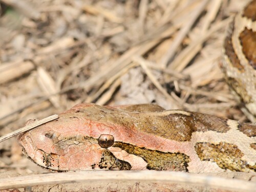 Indian Python