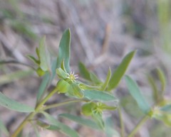 Euphorbia peplidion