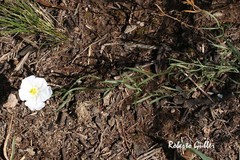 Nierembergia rigida