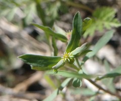 Euphorbia peplidion