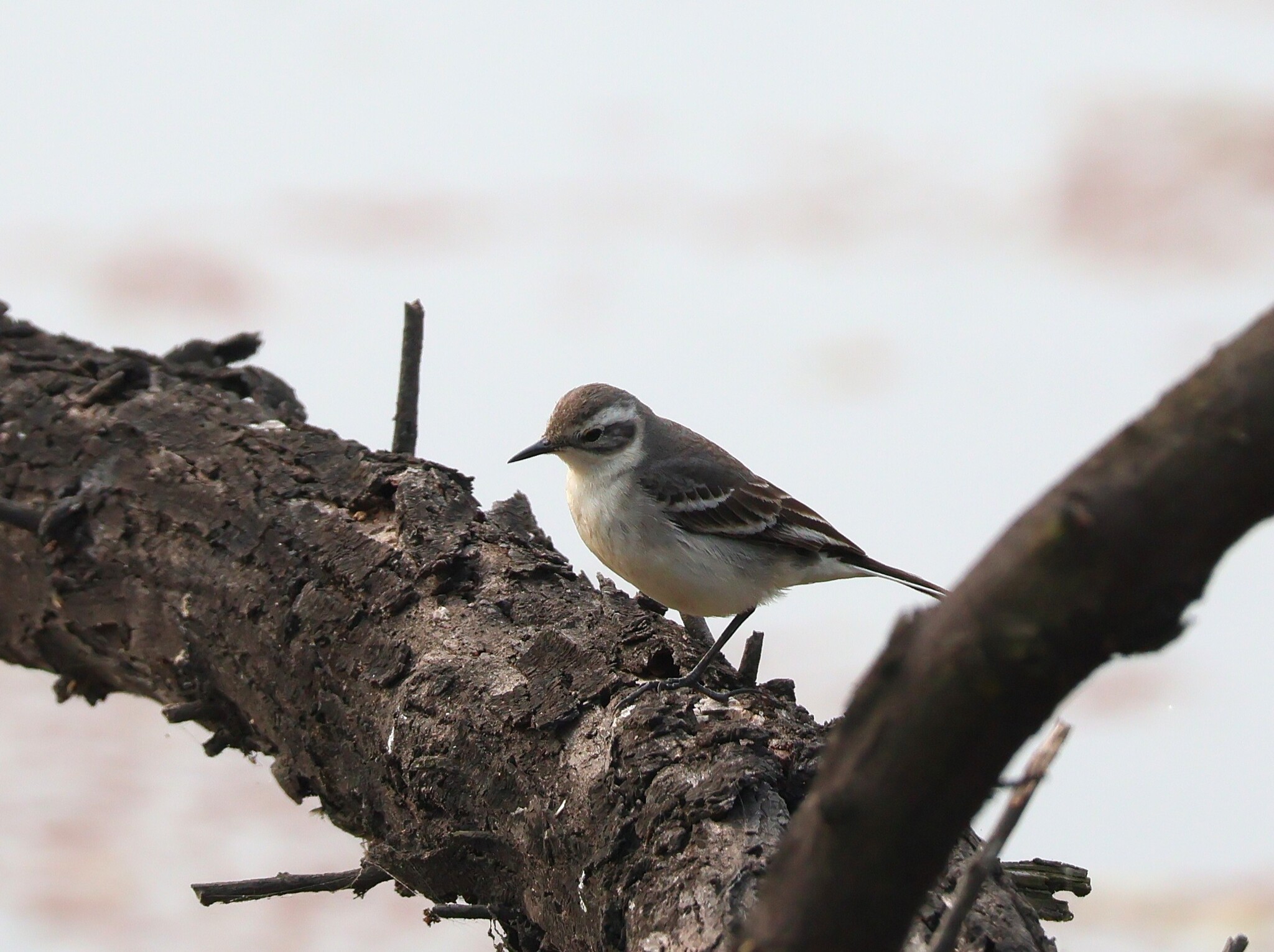 Citrine Wagtail (Motacilla citreola), photo 8