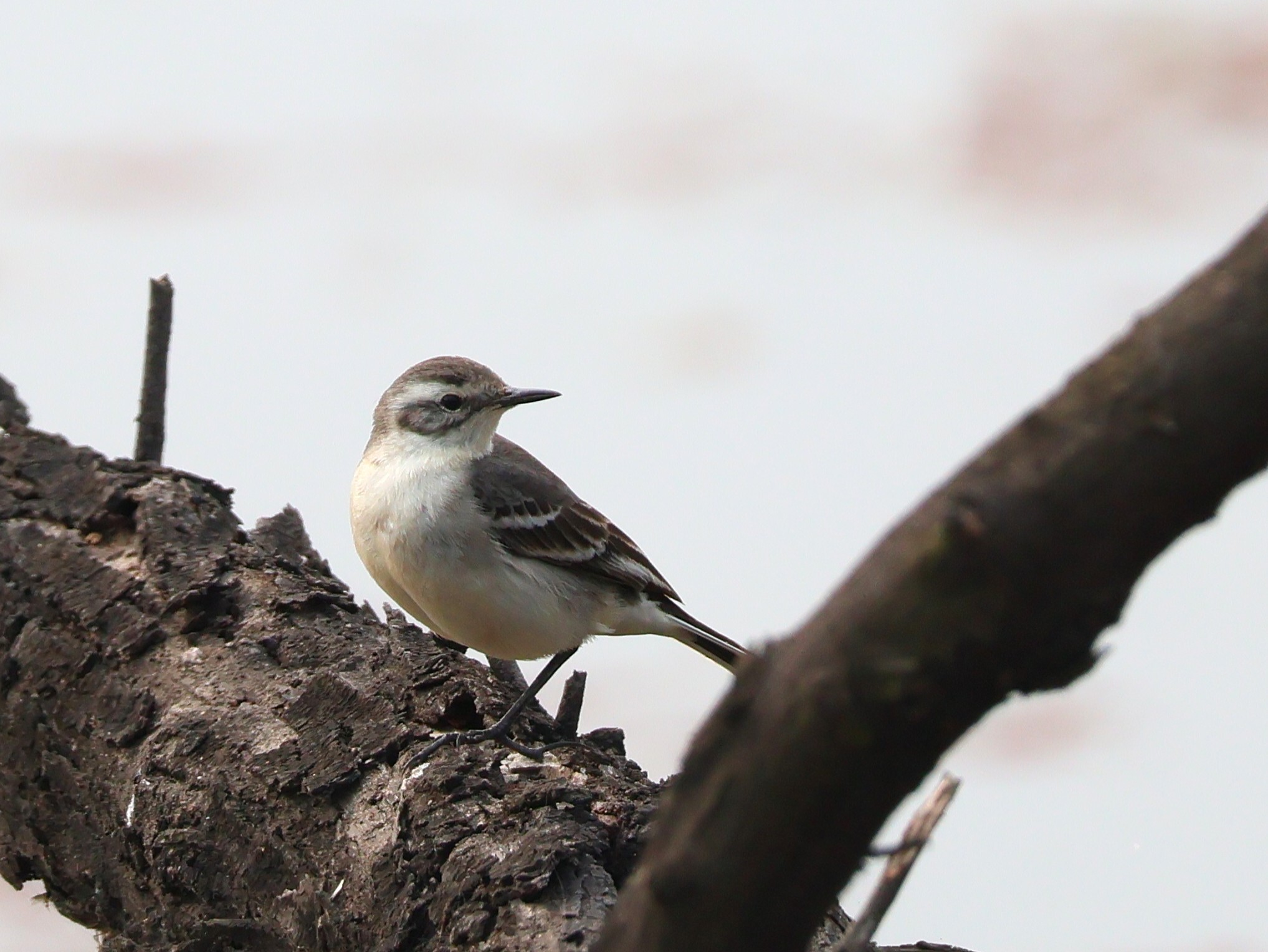 Citrine Wagtail (Motacilla citreola), photo 7